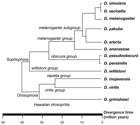 Drosophila